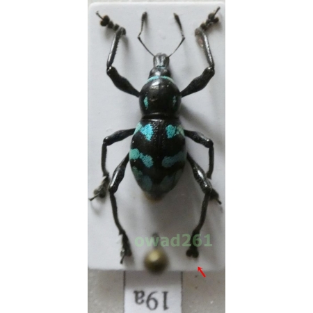 Metapocyrtus lindabonus W.Schultze, 1922 female Philippines19a
